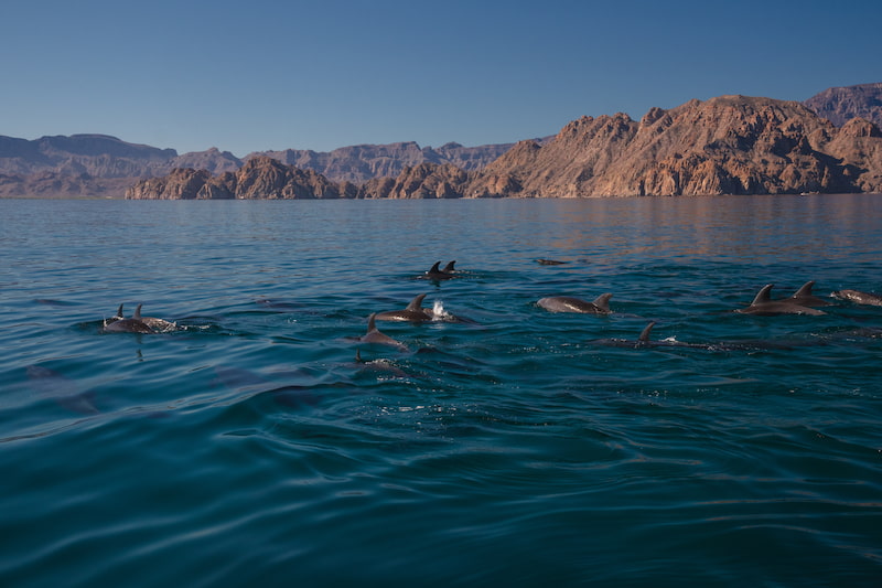 Delfines